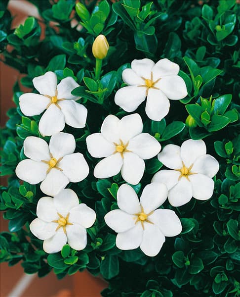 Gardenia jasminoides White Gem
