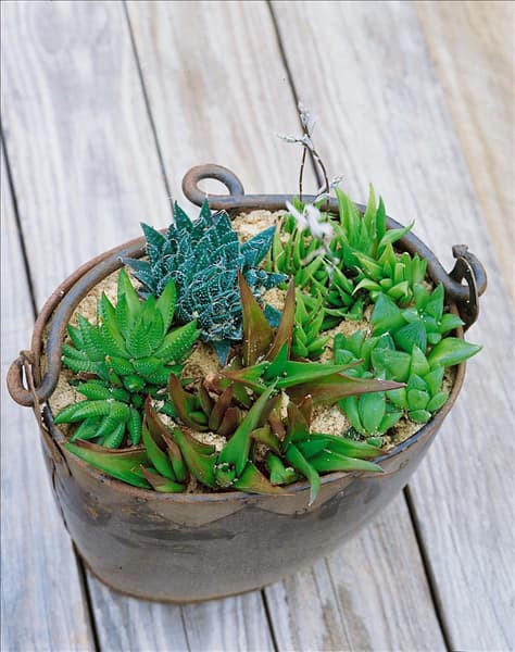 Haworthia mixed