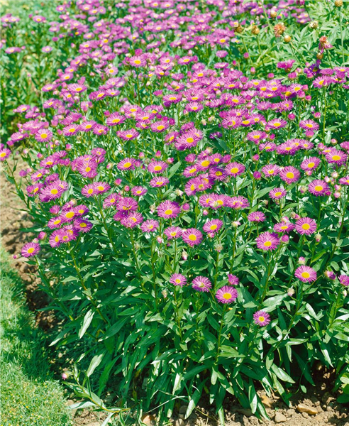 ERIGERON SPECIOSUS