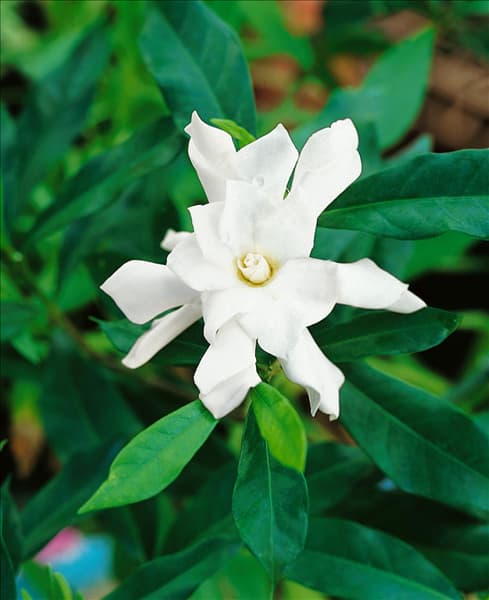 Gardenia jasminoides Four Seasons