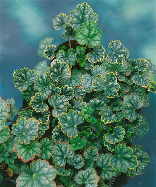 Heuchera Ring of Fire