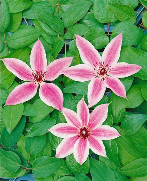 CLEMATIS LINCOLN STAR