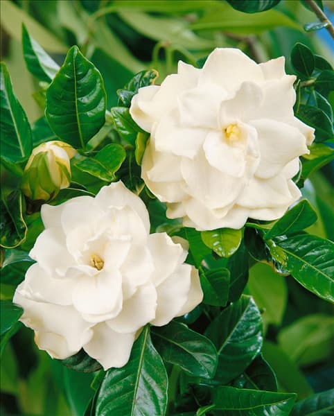 Gardenia jasminoides Florida