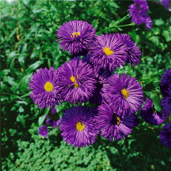 ERIGERON SPECIOSUS SCHWARZES MEER