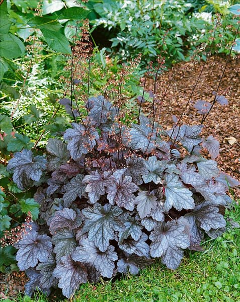 Heuchera Ring of Fire