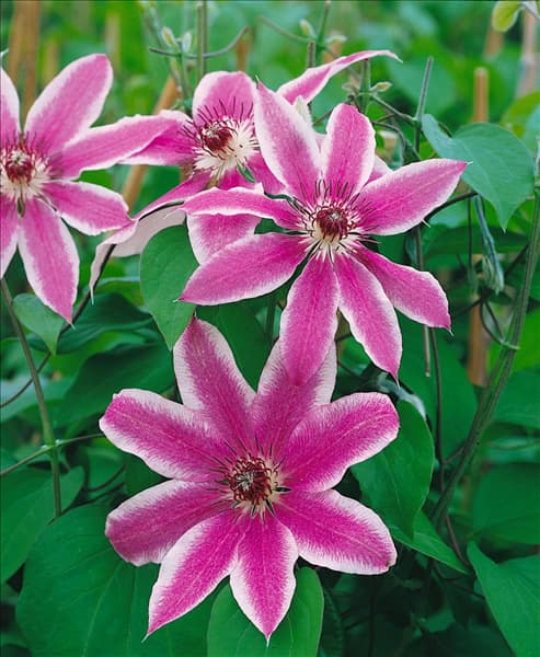 CLEMATIS LINCOLN STAR