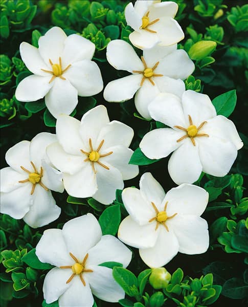 Gardenia jasminoides Fragrant Star