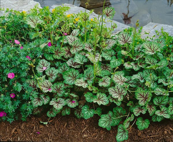 Heuchera Ring of Fire