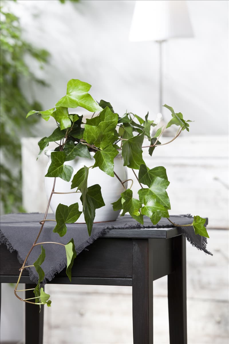 Hedera helix