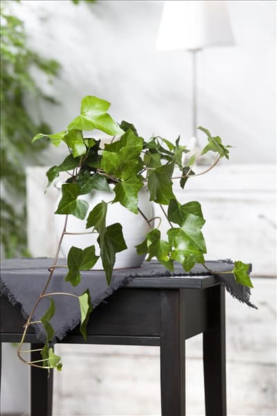 Hedera helix