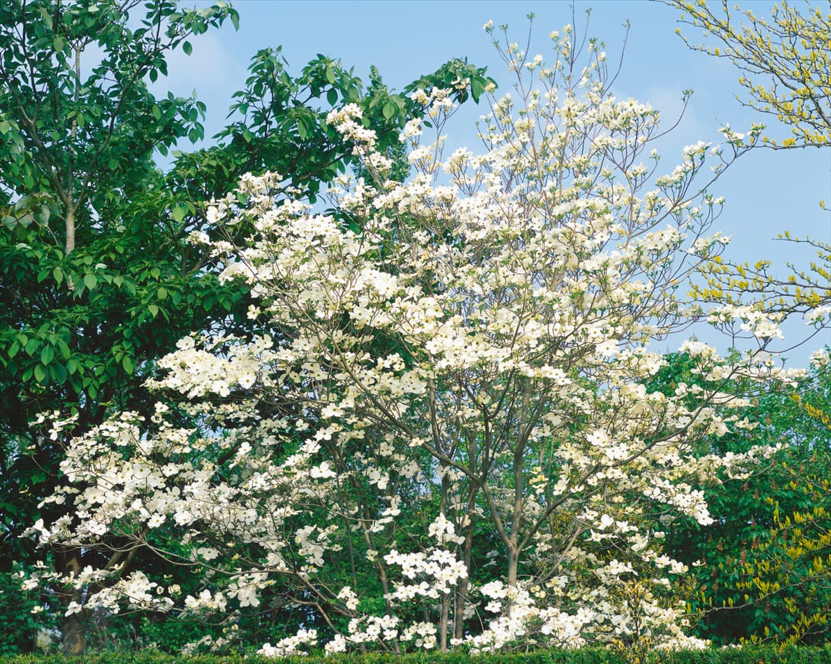 Cornus florida