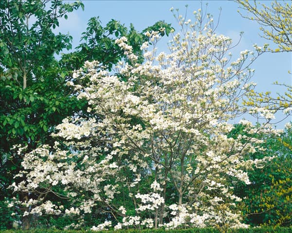 Cornus florida