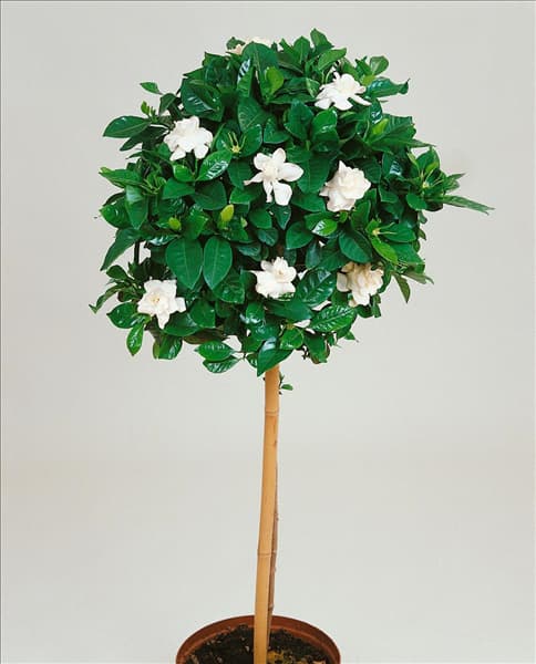Gardenia jasminoides