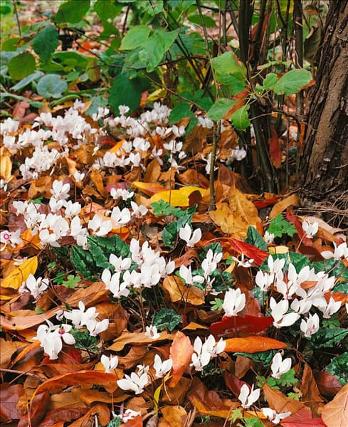 Cyclamen hederifolium