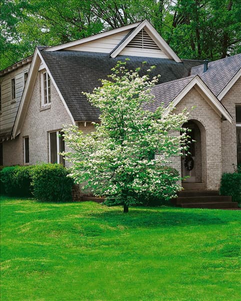 Cornus florida