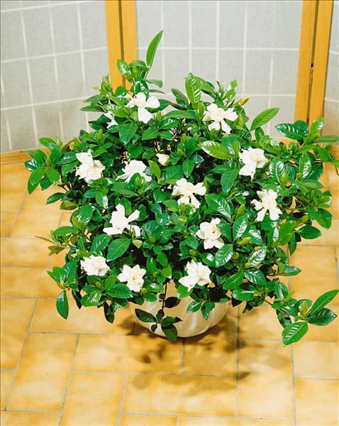 Gardenia jasminoides