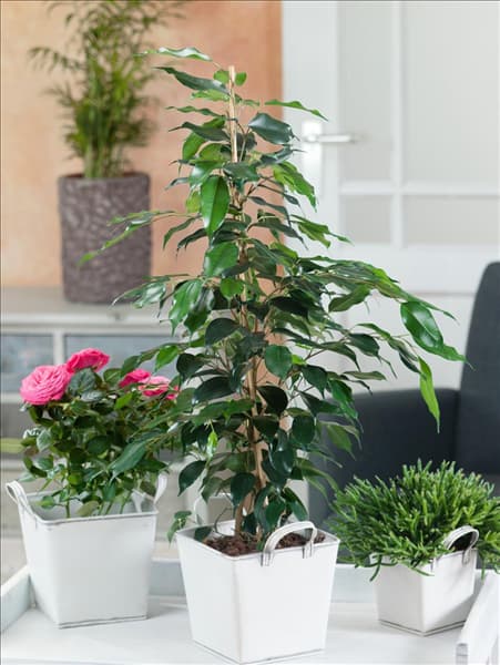 Ficus benjamina Danielle