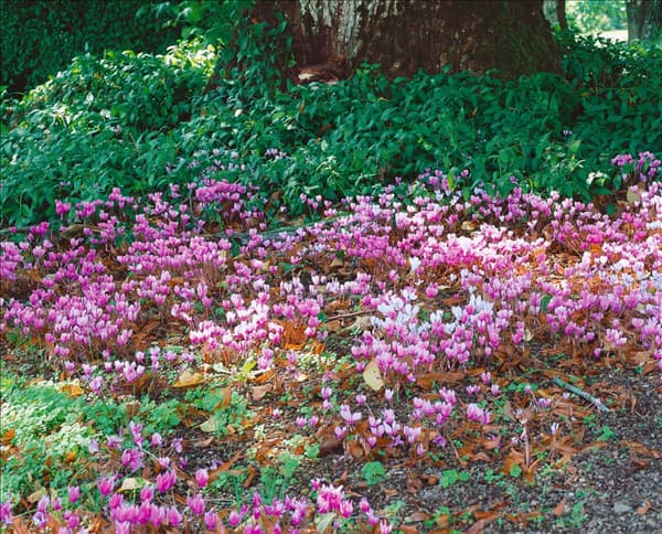 Cyclamen hederifolium
