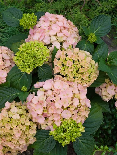 Hydrangea Everbloom