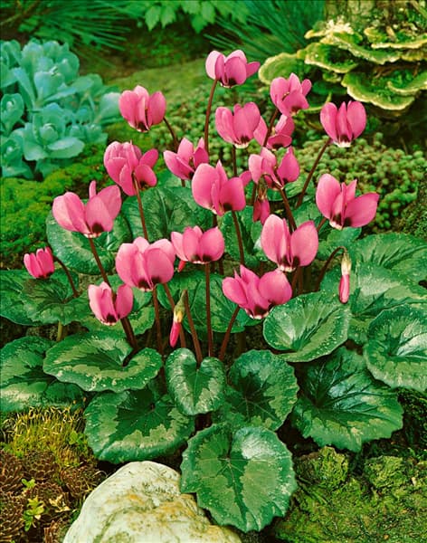 Cyclamen hederifolium