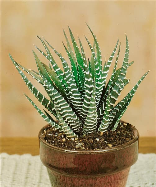 Haworthia 'Spider White'