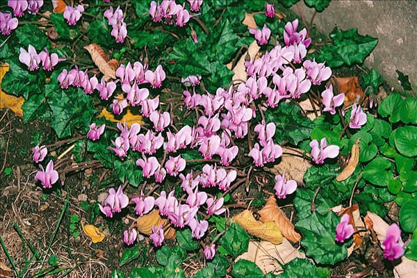 Cyclamen hederifolium