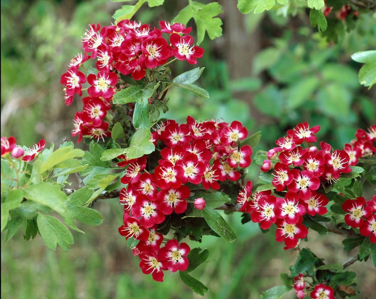 Crataegus laevigata Crimson Cloud