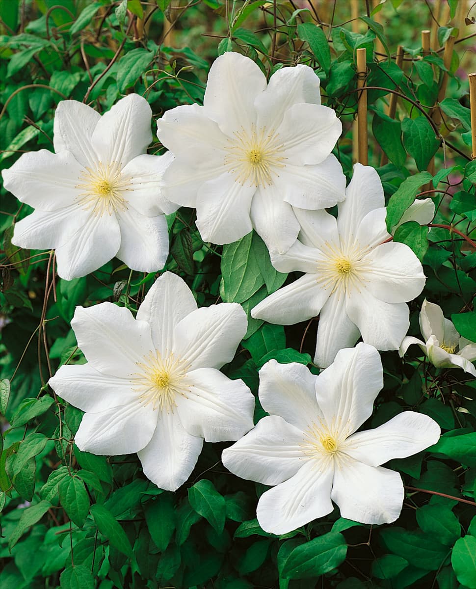 CLEMATIS MADAME LE COULTRE