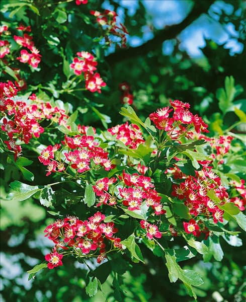 Crataegus laevigata Crimson Cloud