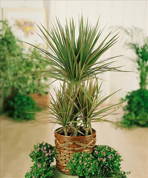 Dracaena marginata Tricolor Carousel