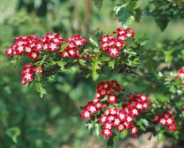 Crataegus laevigata Crimson Cloud