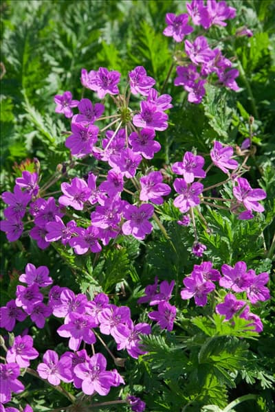 Erodium x hybridum