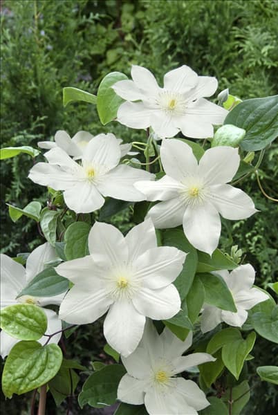 Clematis Madame Le Coultre