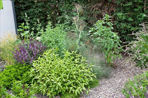 Kräutergarten