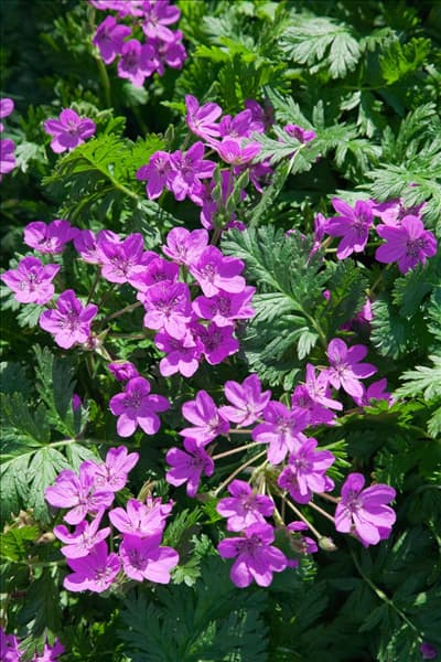 Erodium x hybridum