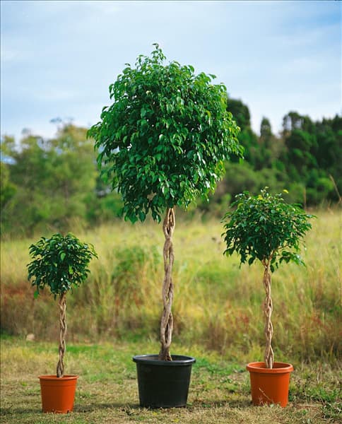 FICUS BENJAMINA EXOTICA