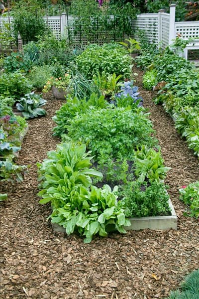 Gemüse und Kräutergarten