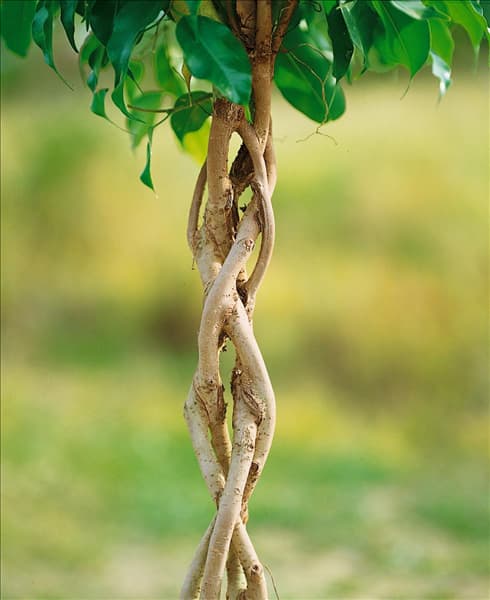 FICUS BENJAMINA EXOTICA/GEFLOCHTEN