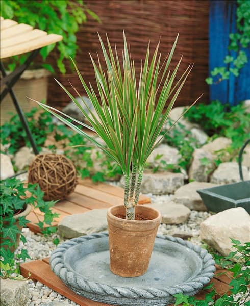 Dracaena marginata Bicolor