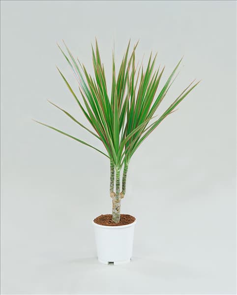 Dracaena marginata Bicolor
