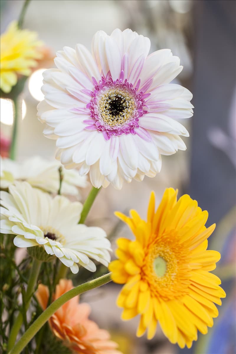 Gerbera