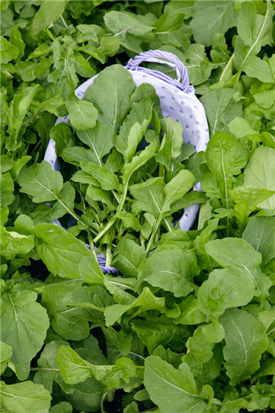 Eruca sativa Poker
