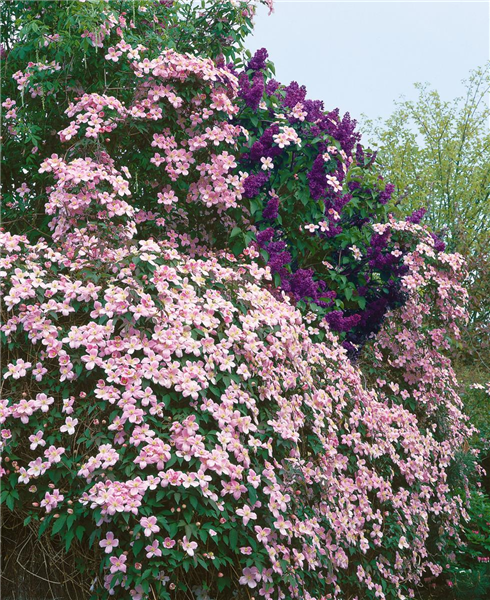 Clematis montana Tetrarose