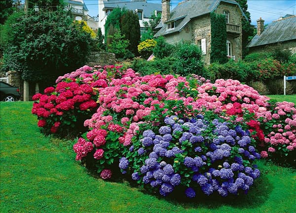 HYDRANGEA MACROPHYLLA