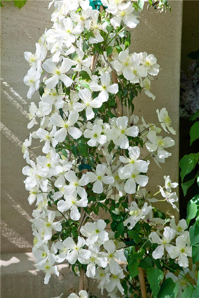 Clematis montana var. grandiflora