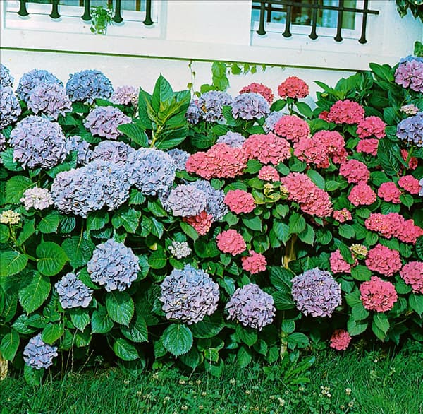 Hydrangea macrophylla