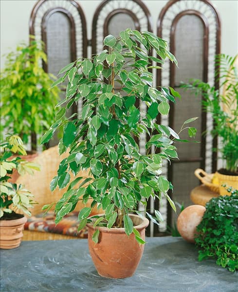 Ficus benjamina Golden King