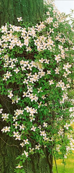 CLEMATIS MONTANA