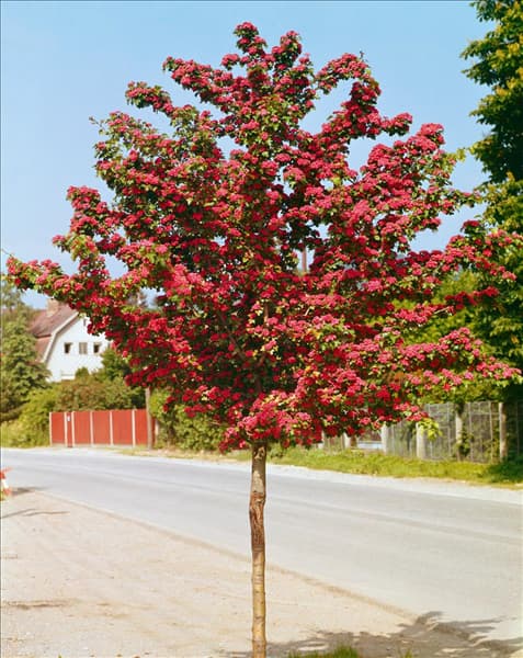 Crataegus x media Paul's Scarlet