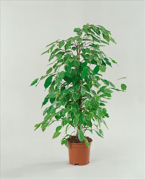 Ficus benjamina Golden King